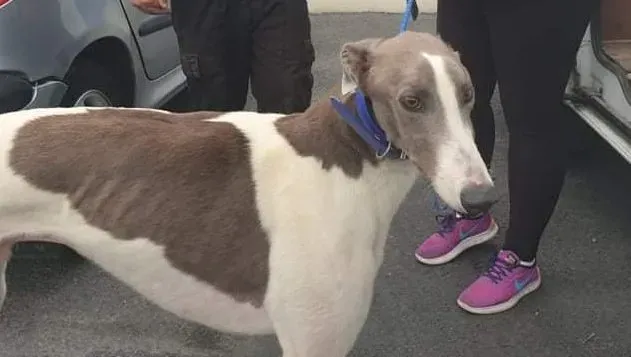 Laurent adozione levrieri greyhound 4 e1627828527997