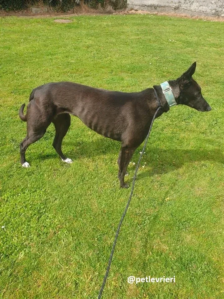 Layna adozione greyhound 1