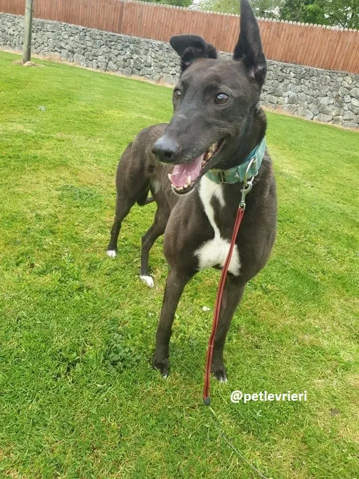 Layna adozione greyhound 10