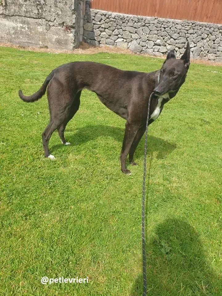 Layna adozione greyhound 11