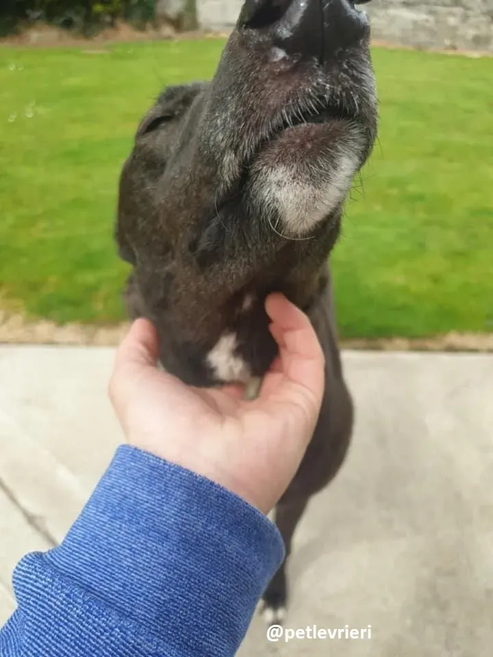 Layna adozione greyhound 12