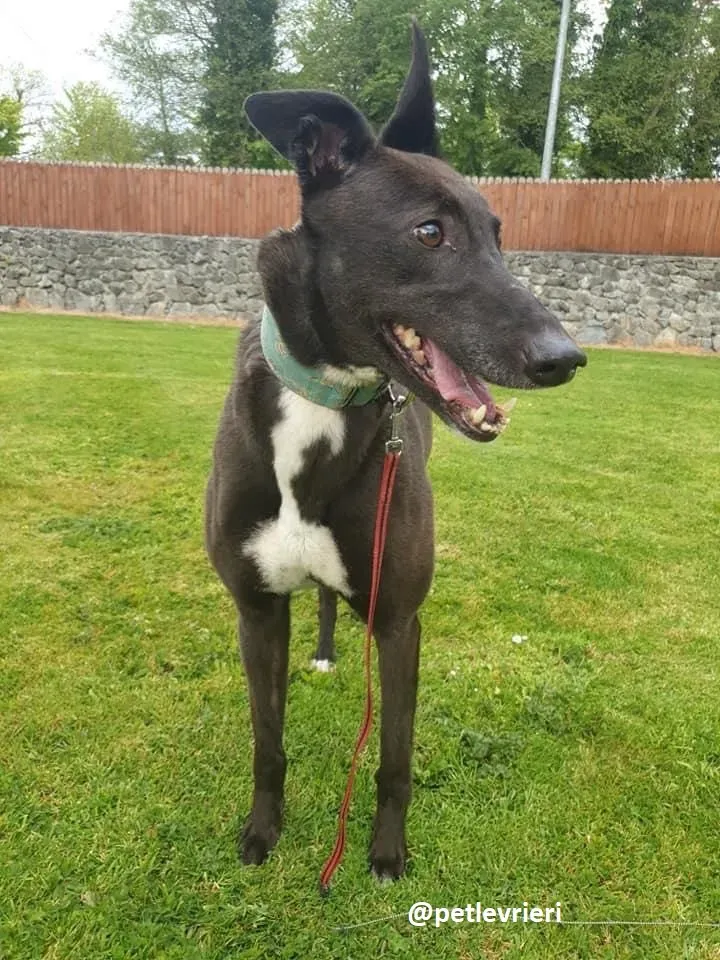 Layna adozione greyhound 2