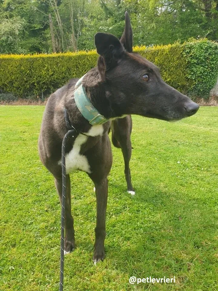 Layna adozione greyhound 3