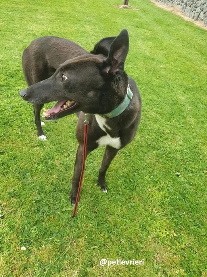 Layna adozione greyhound 4