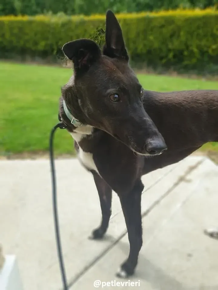 Layna adozione greyhound 5