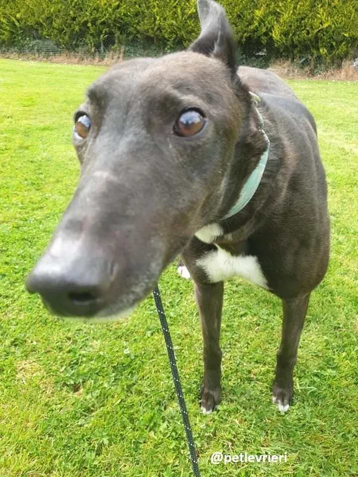 Layna adozione greyhound 6