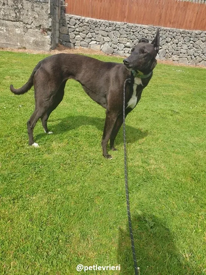 Layna adozione greyhound 7