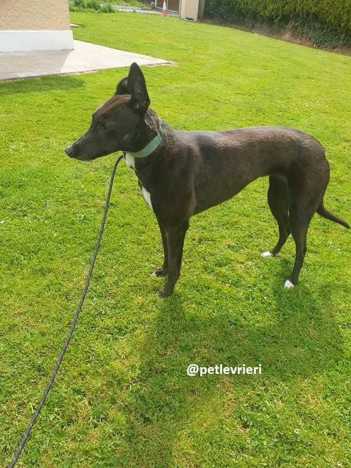Layna adozione greyhound 8