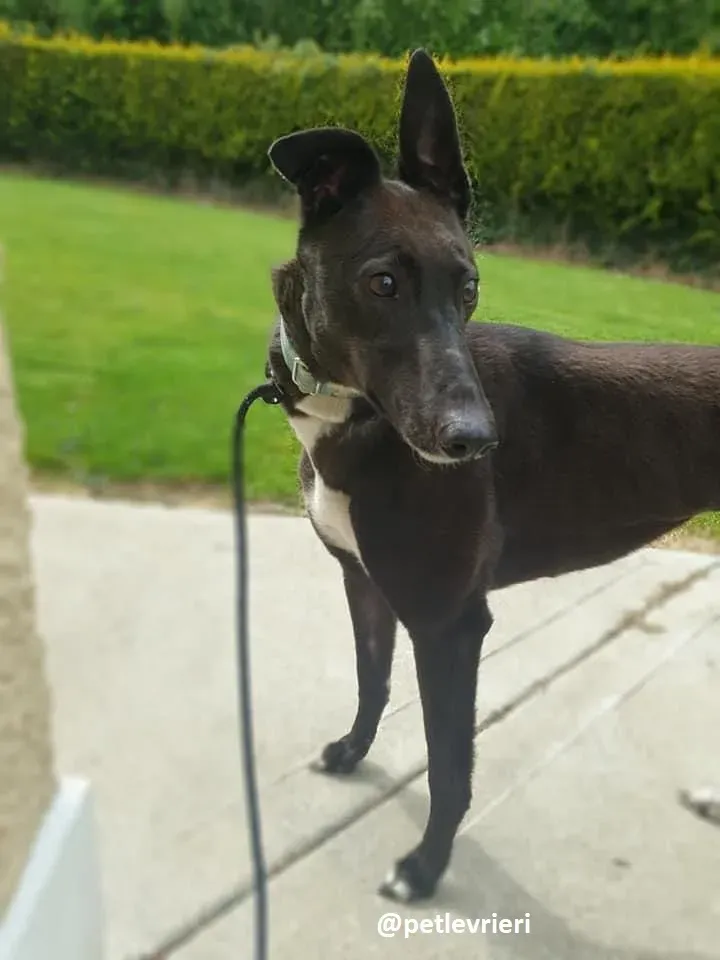 Layna adozione greyhound 9