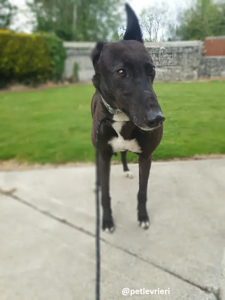 Layna adozione greyhound