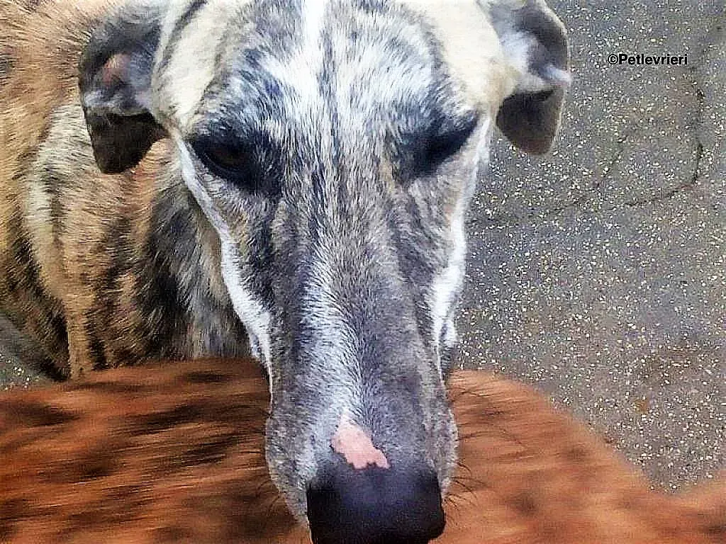 Lazar adozione levrieri galgo 1 