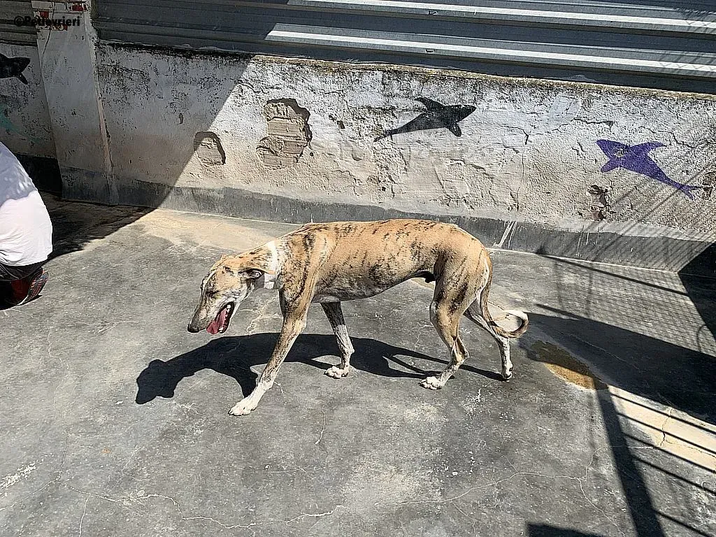 Lazar adozione levrieri galgo 1