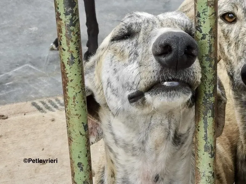 Lazar adozione levrieri galgo 10