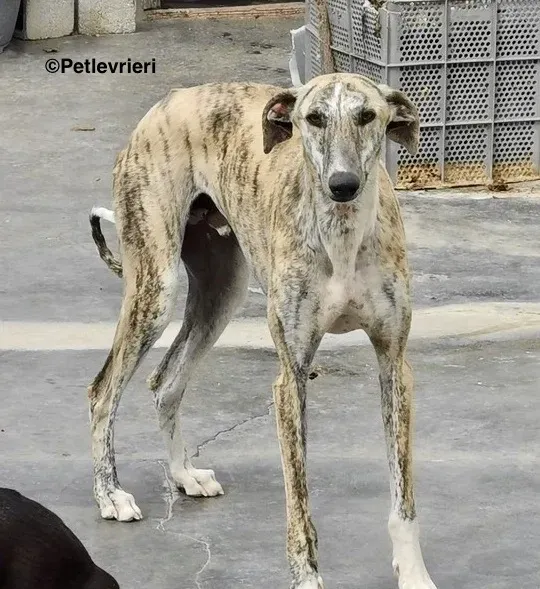 Lazar adozione levrieri galgo 11