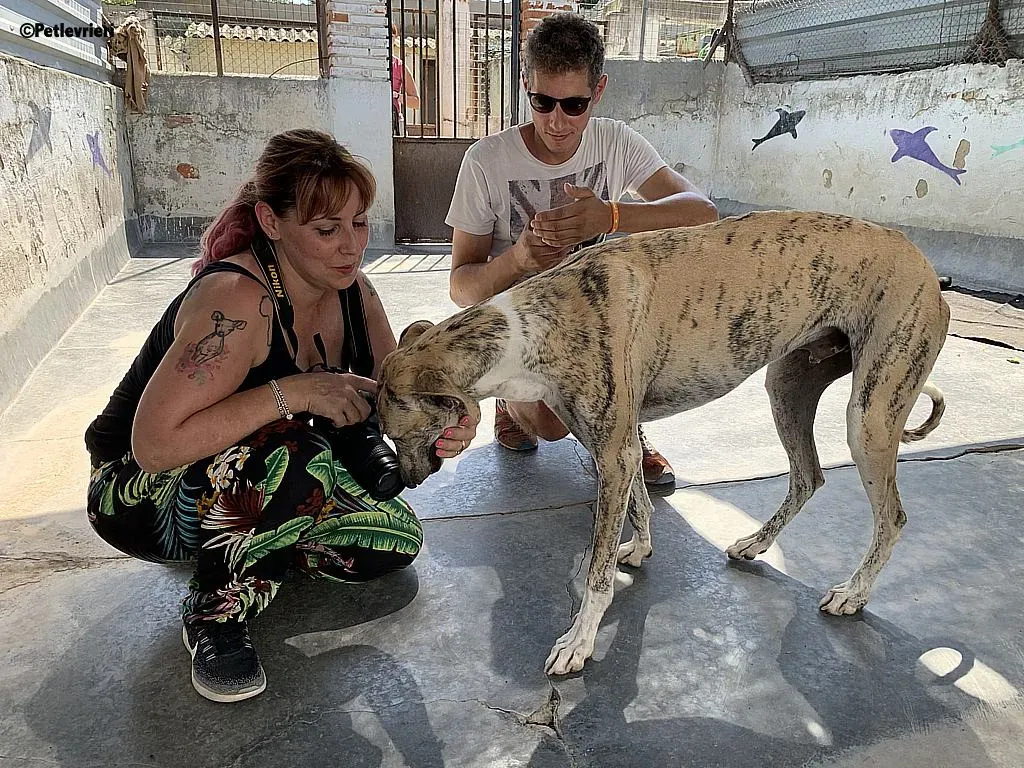 Lazar adozione levrieri galgo 11