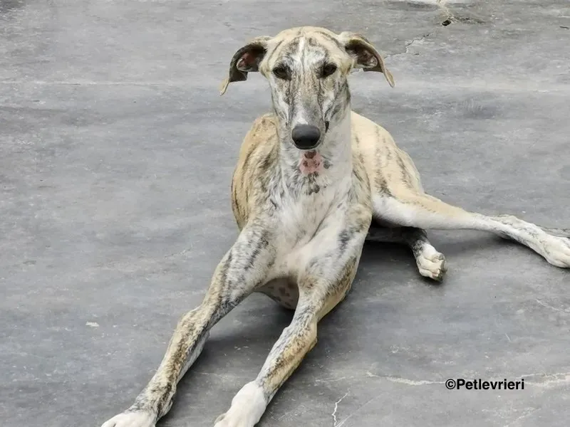 Lazar adozione levrieri galgo 12
