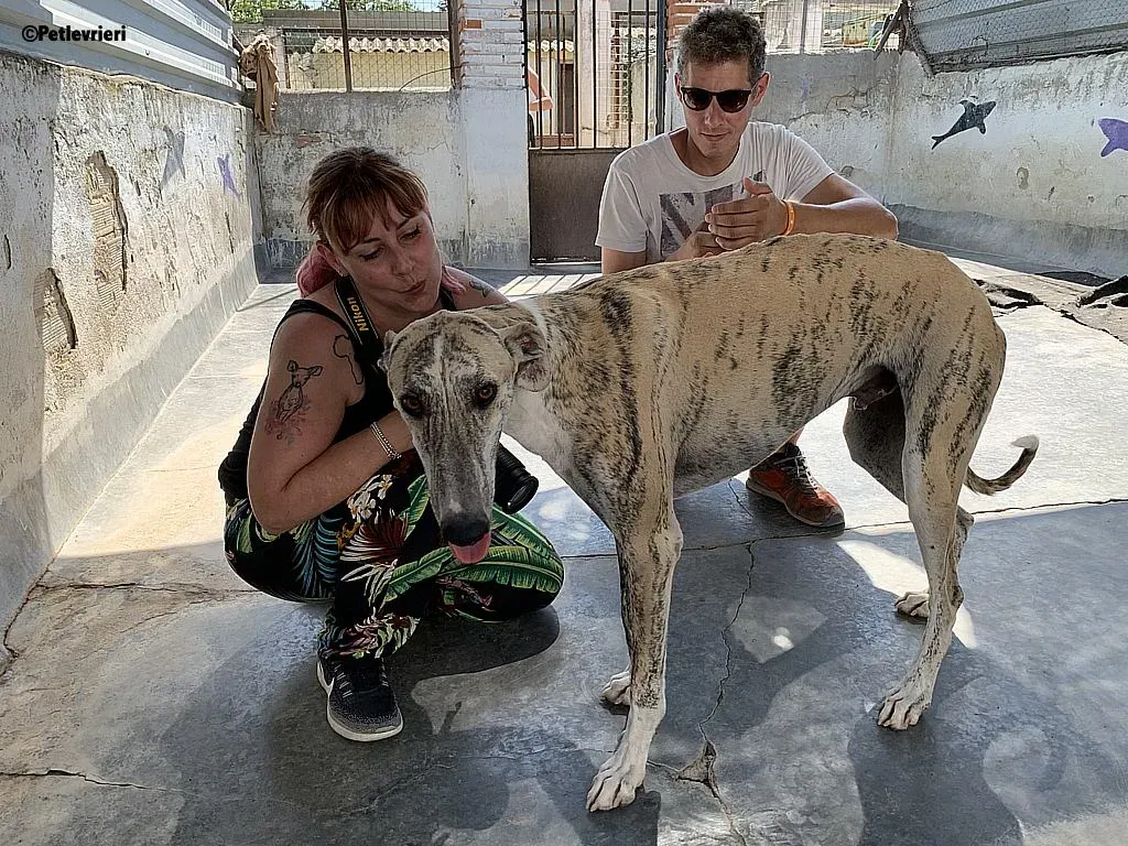 Lazar adozione levrieri galgo 12