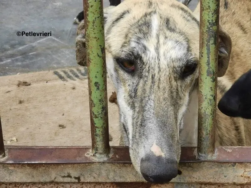 Lazar adozione levrieri galgo 8