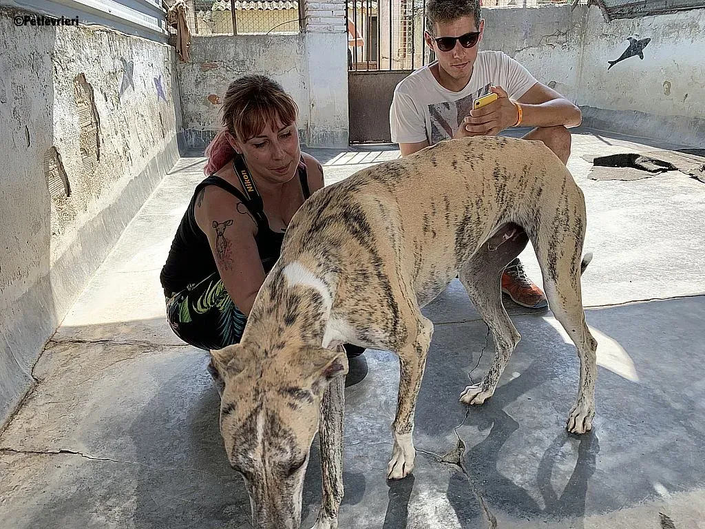 Lazar adozione levrieri galgo 8