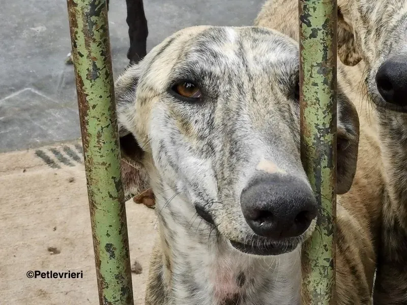 Lazar adozione levrieri galgo 9