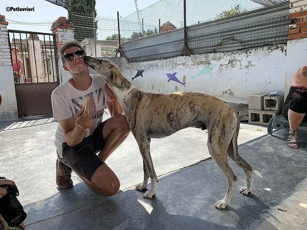 Lazar adozione levrieri galgo 9