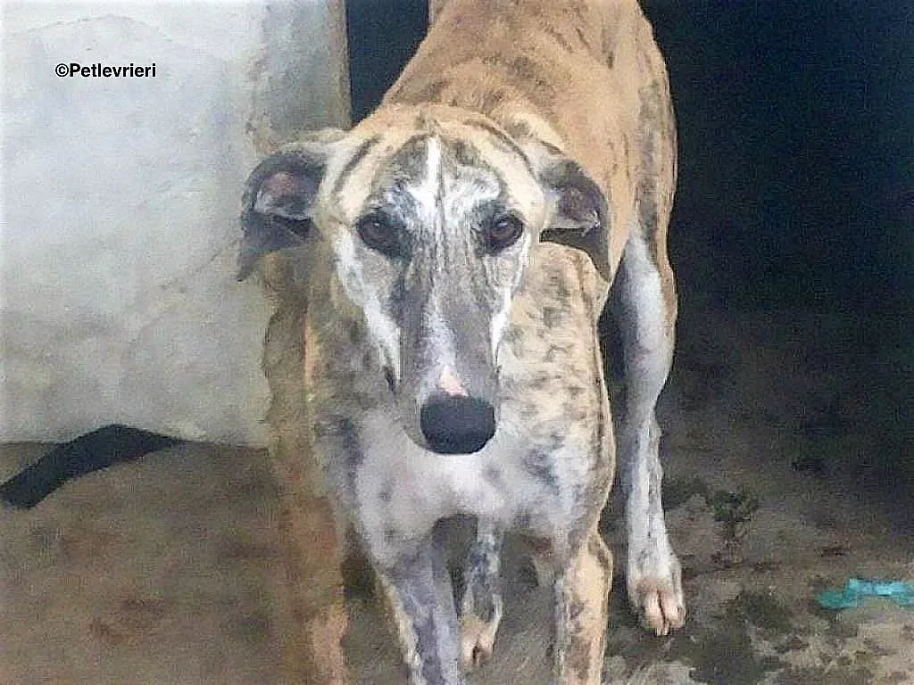 Lazar adozione levrieri galgo 2 2