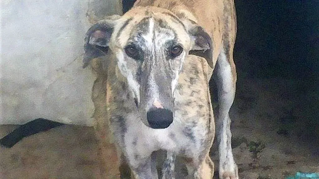 Lazar adozione levrieri galgo 2 bis