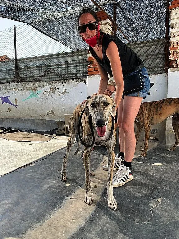Lazar adozione levrieri galgo 2