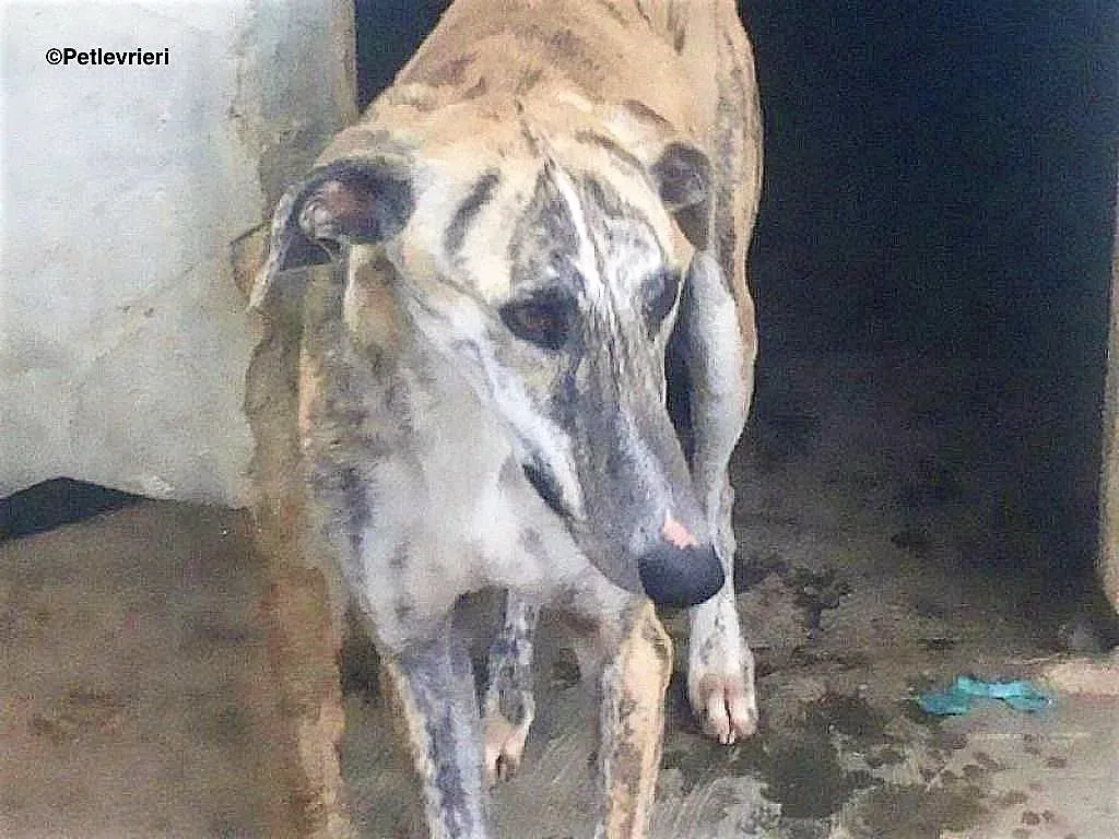 Lazar adozione levrieri galgo 3 1024x768 1