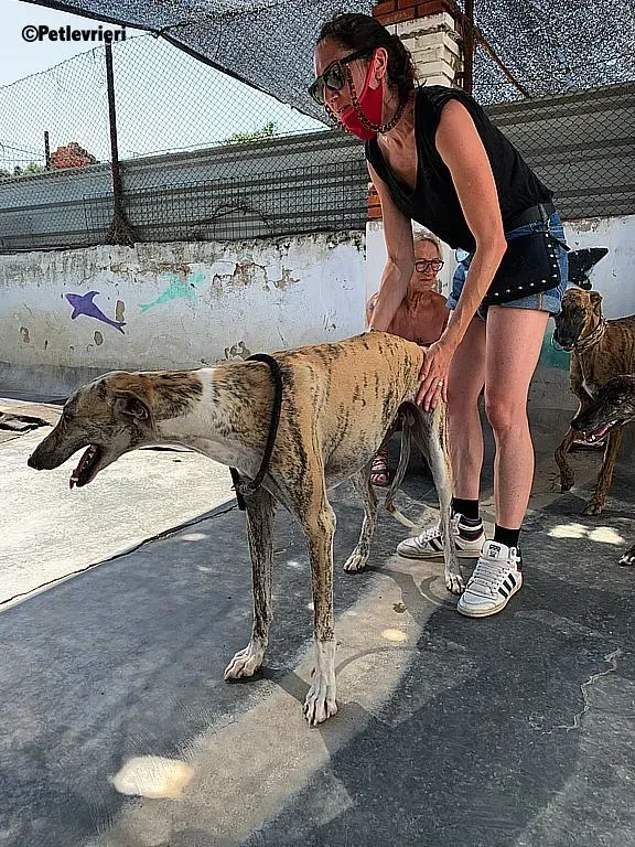 Lazar adozione levrieri galgo 3