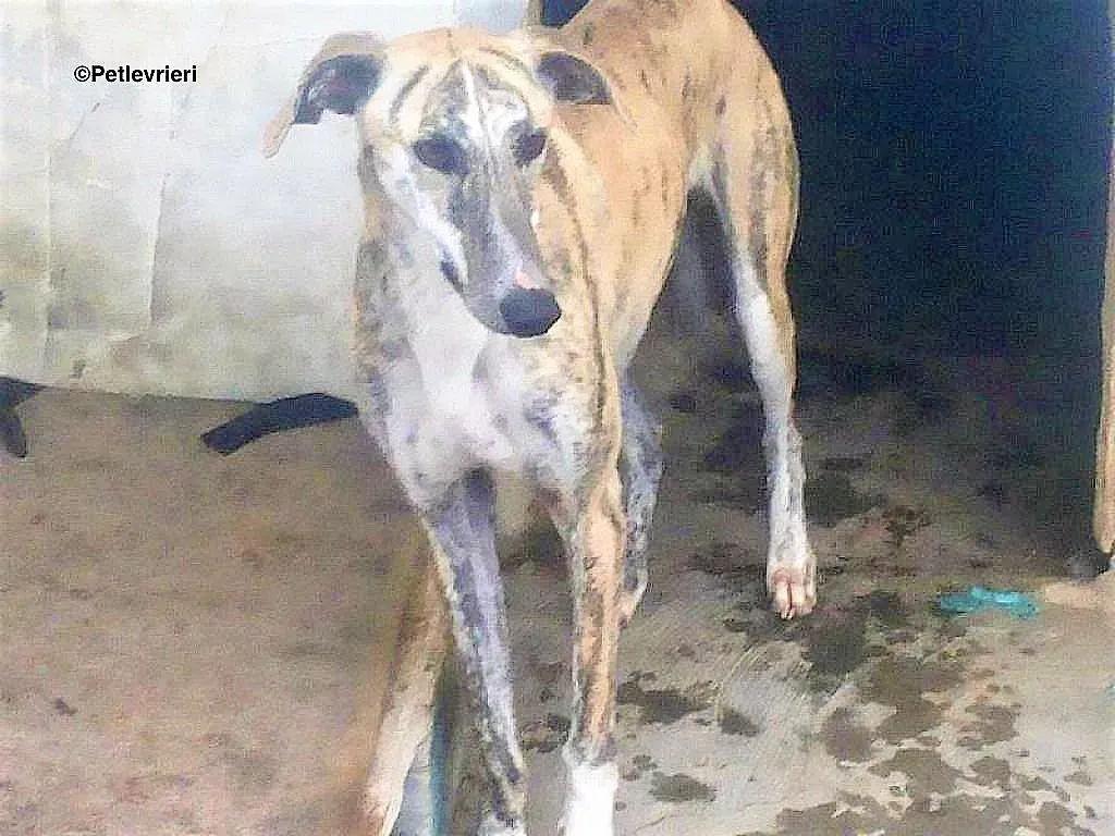 Lazar adozione levrieri galgo 4 1024x768 1