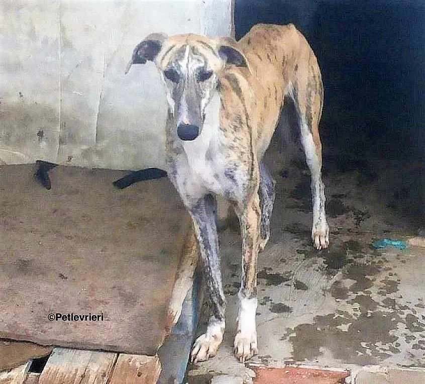 Lazar adozione levrieri galgo 5 1