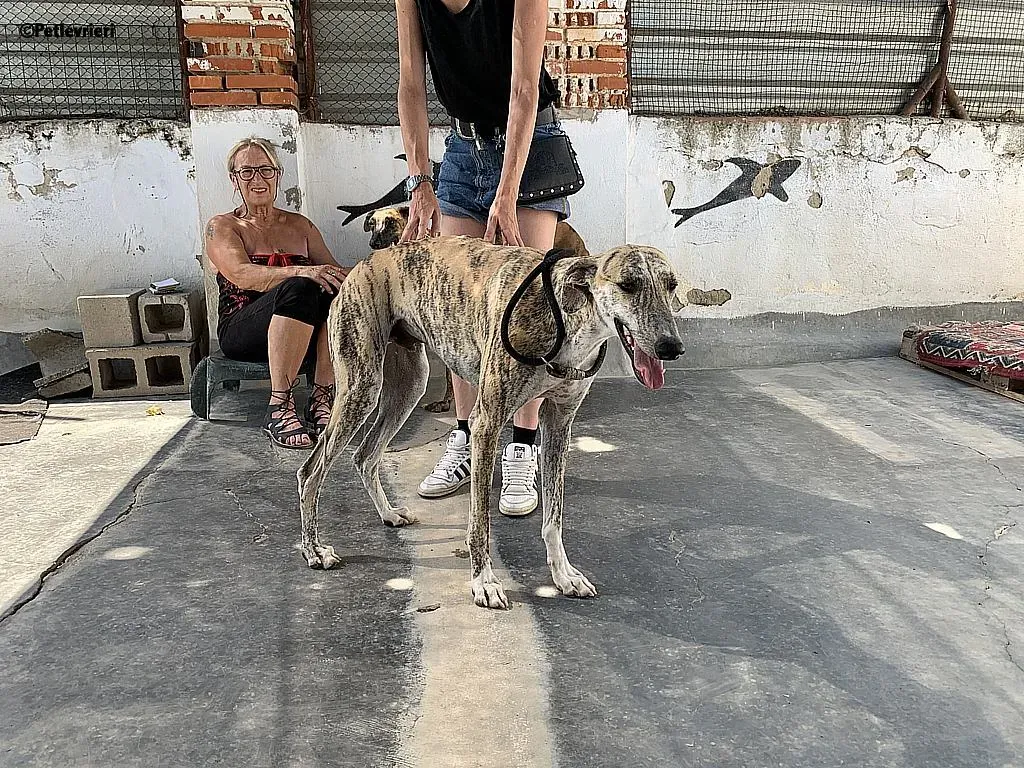 Lazar adozione levrieri galgo 5
