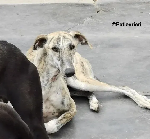 Lazar adozione levrieri galgo 6