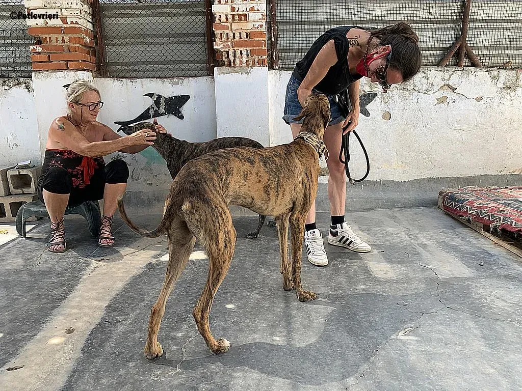 Lazar adozione levrieri galgo 6