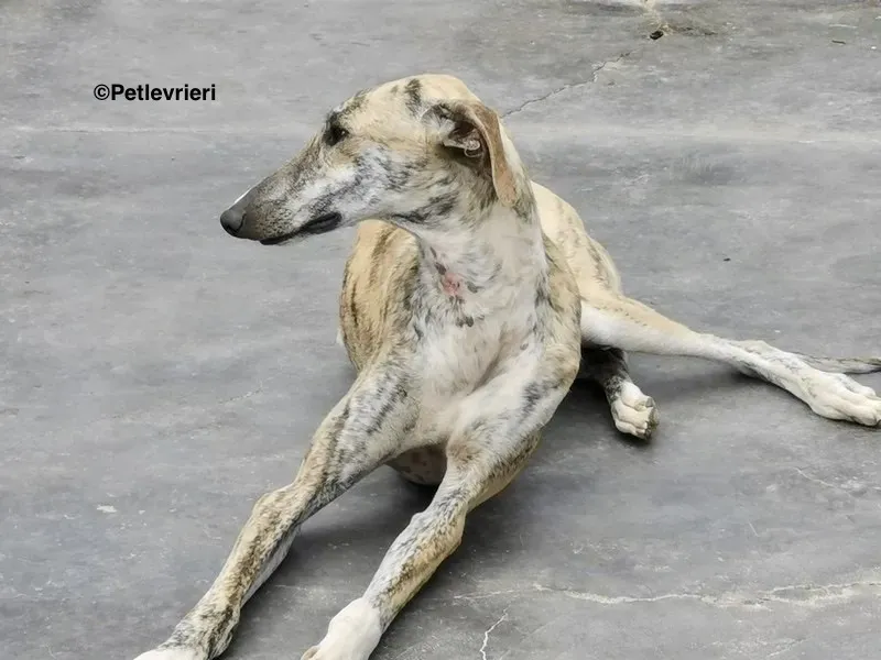 Lazar adozione levrieri galgo 7