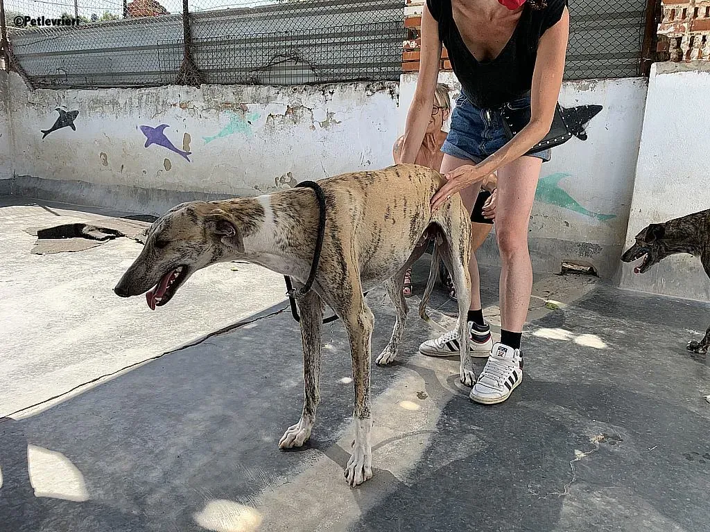 Lazar adozione levrieri galgo 7