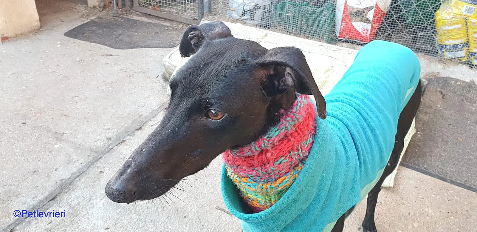 Leah adozione levrieri galgo 01