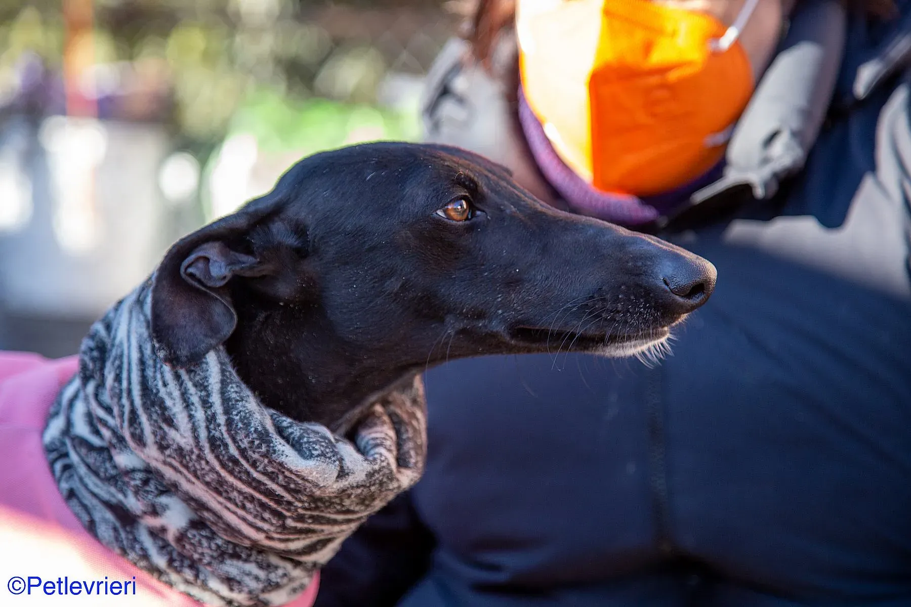 Leah adozione levrieri galgo 013