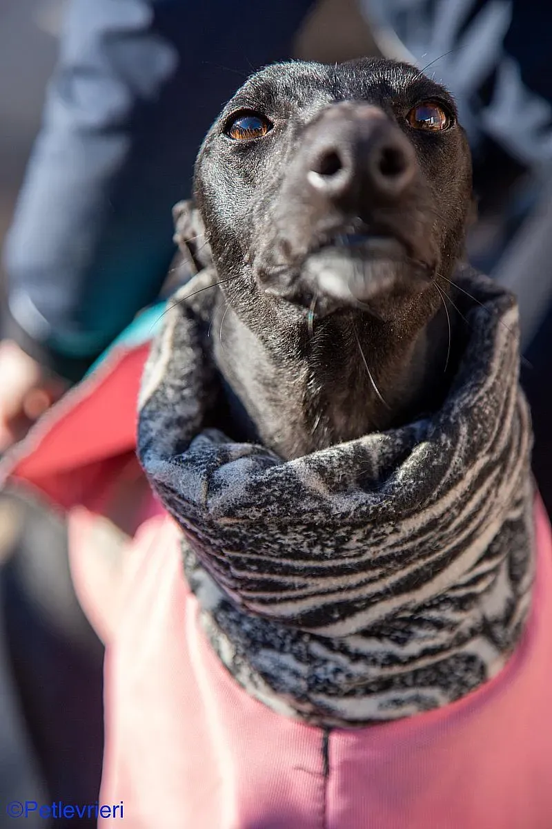 Leah adozione levrieri galgo 016