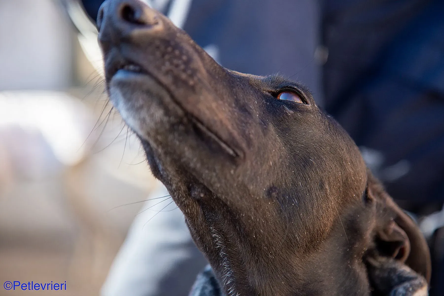 Leah adozione levrieri galgo 019