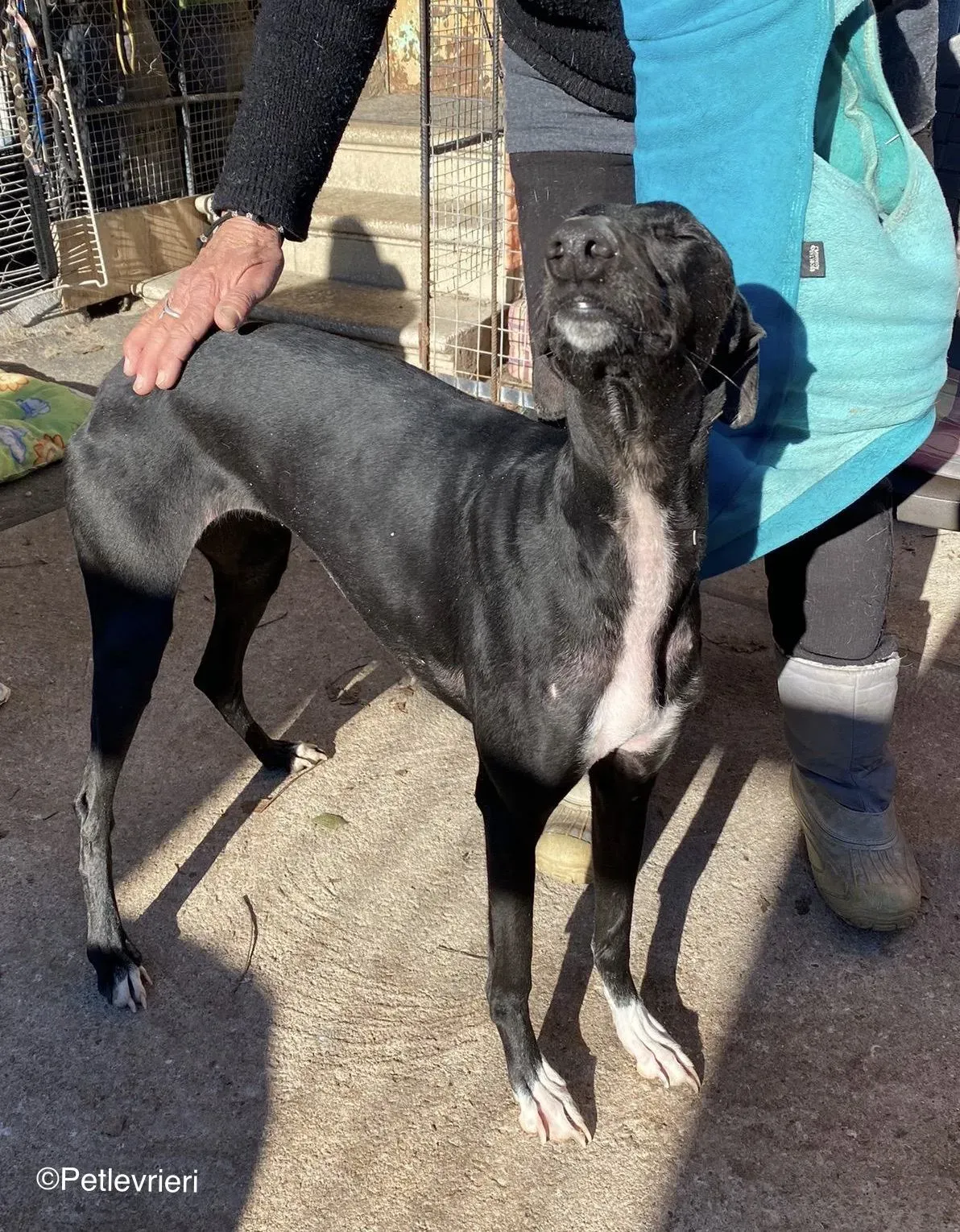 Leah adozione levrieri galgo 01 1