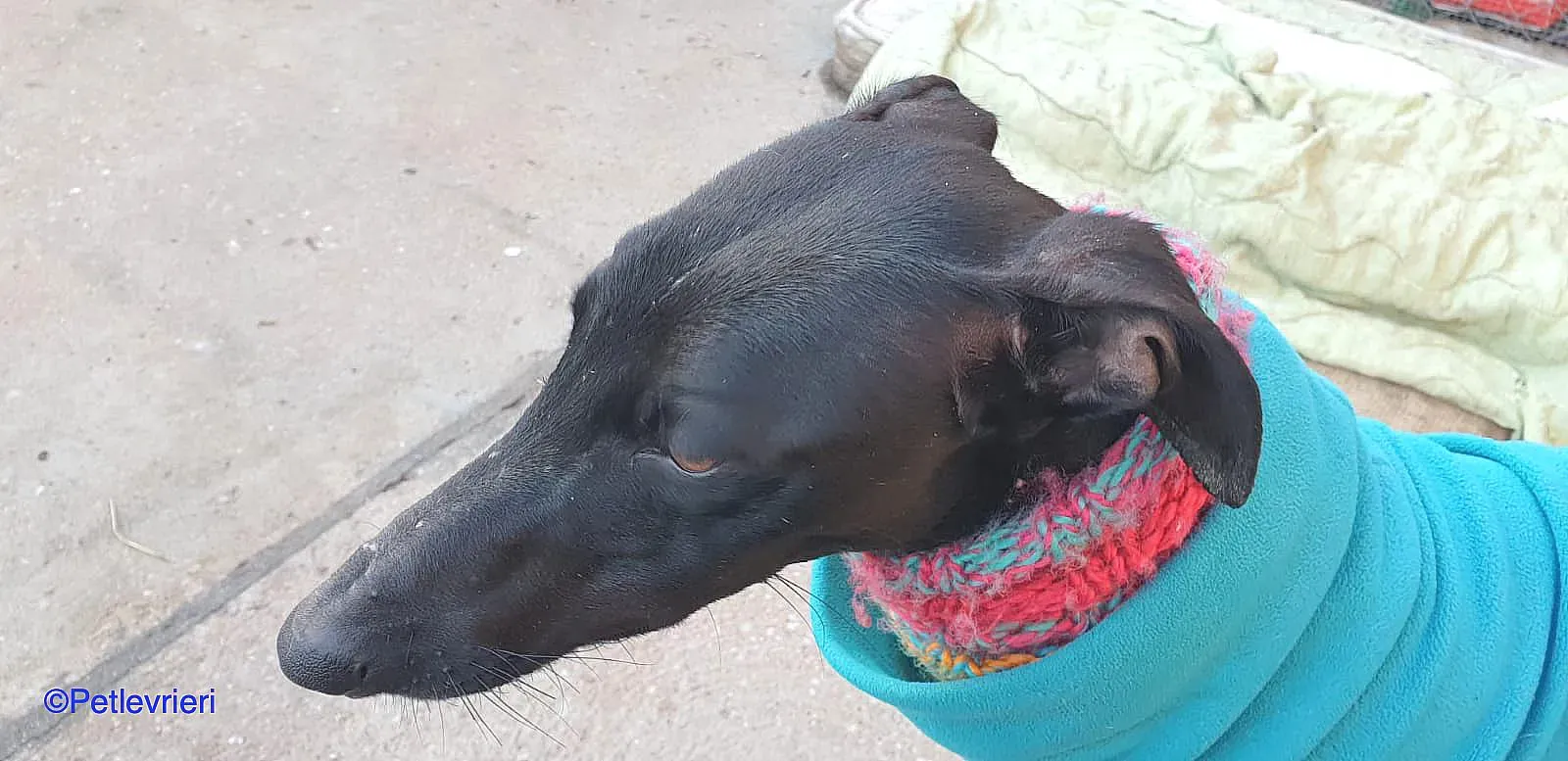 Leah adozione levrieri galgo 02