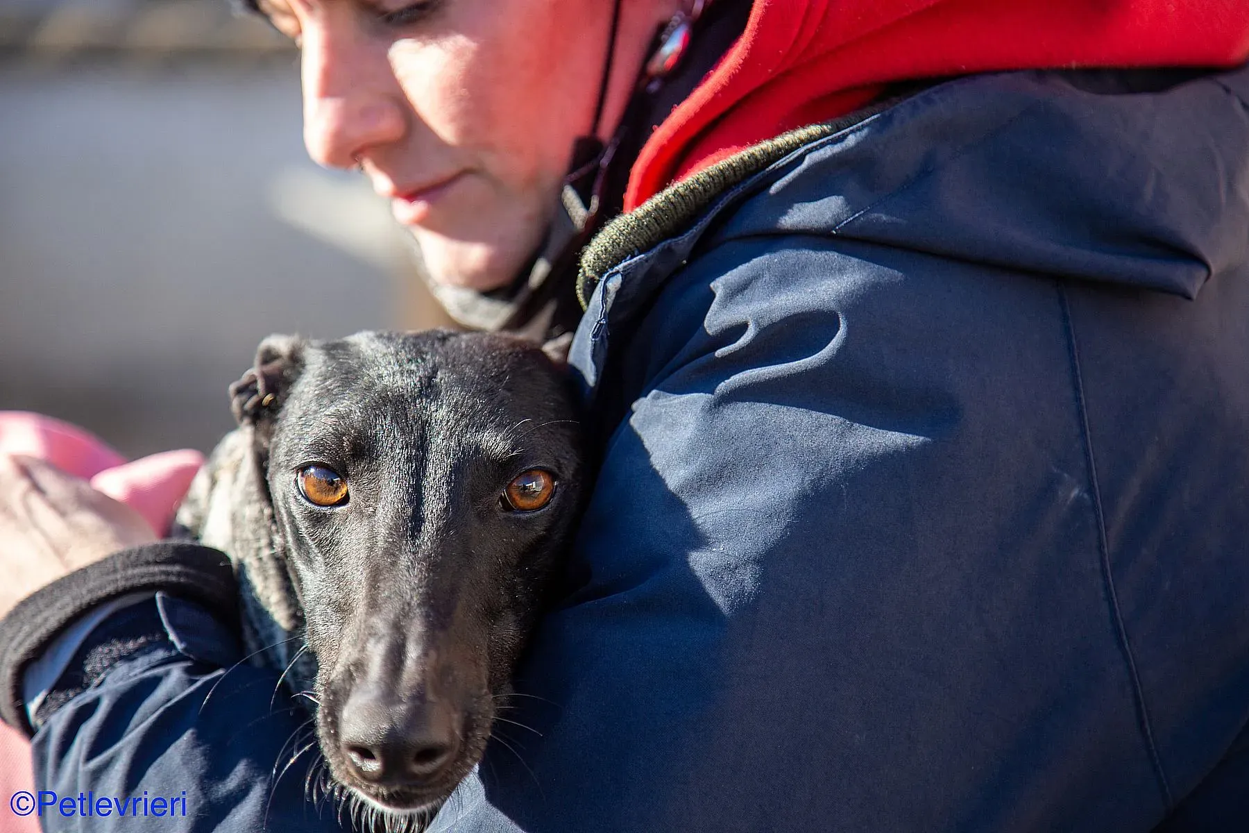 Leah adozione levrieri galgo 028