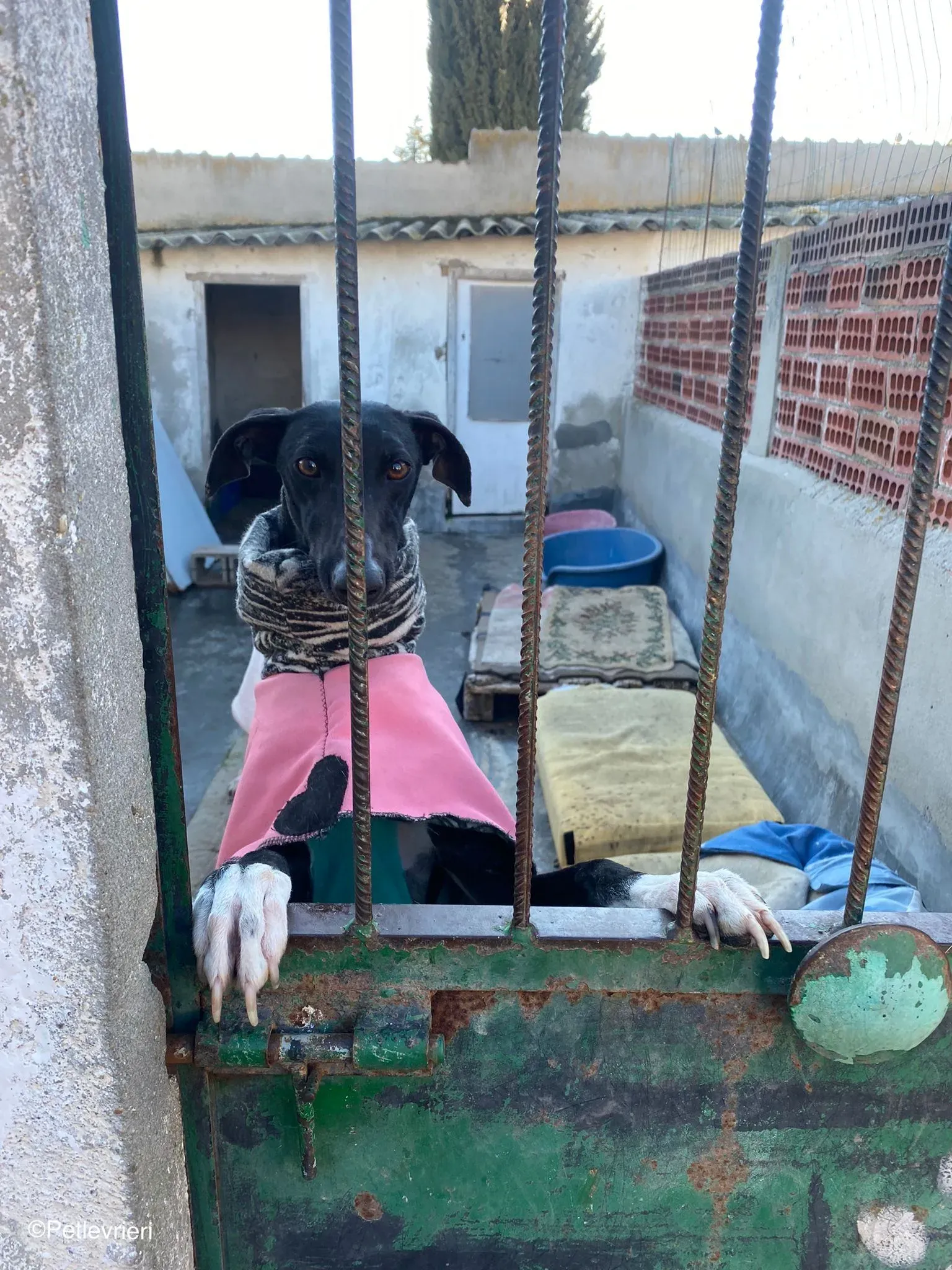 Leah adozione levrieri galgo 02 1