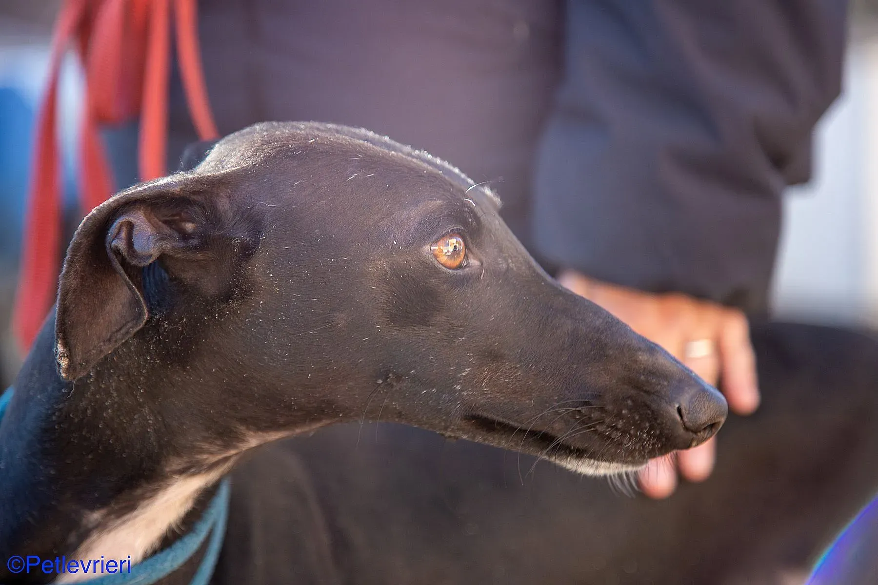 Leah adozione levrieri galgo 02 2