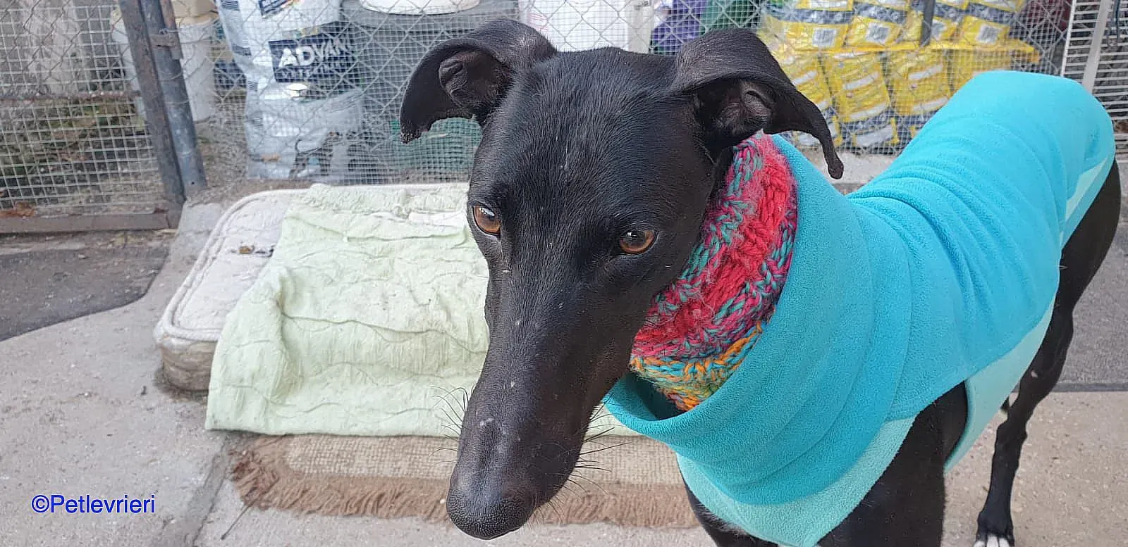 Leah adozione levrieri galgo 03 1