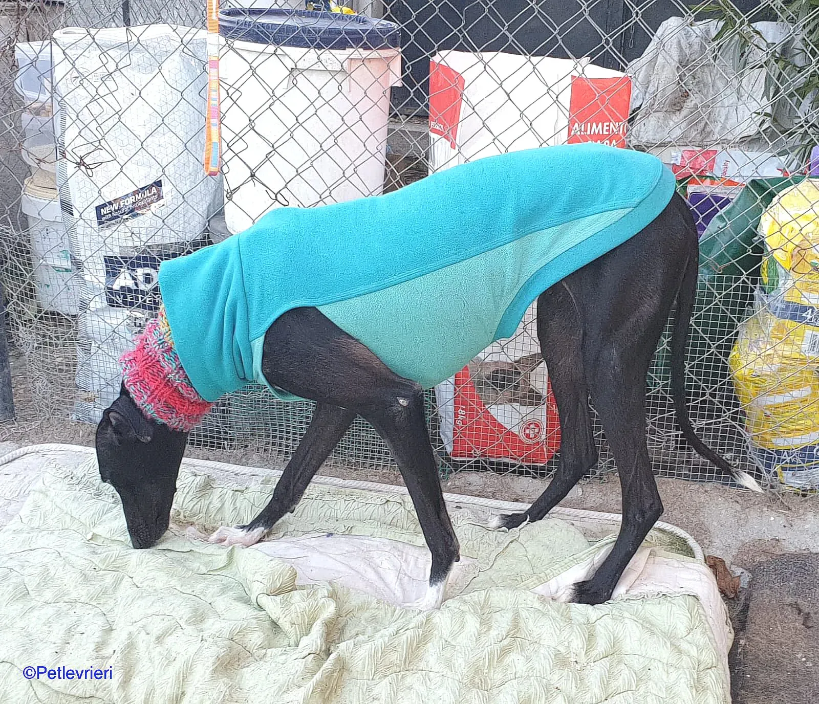 Leah adozione levrieri galgo 04