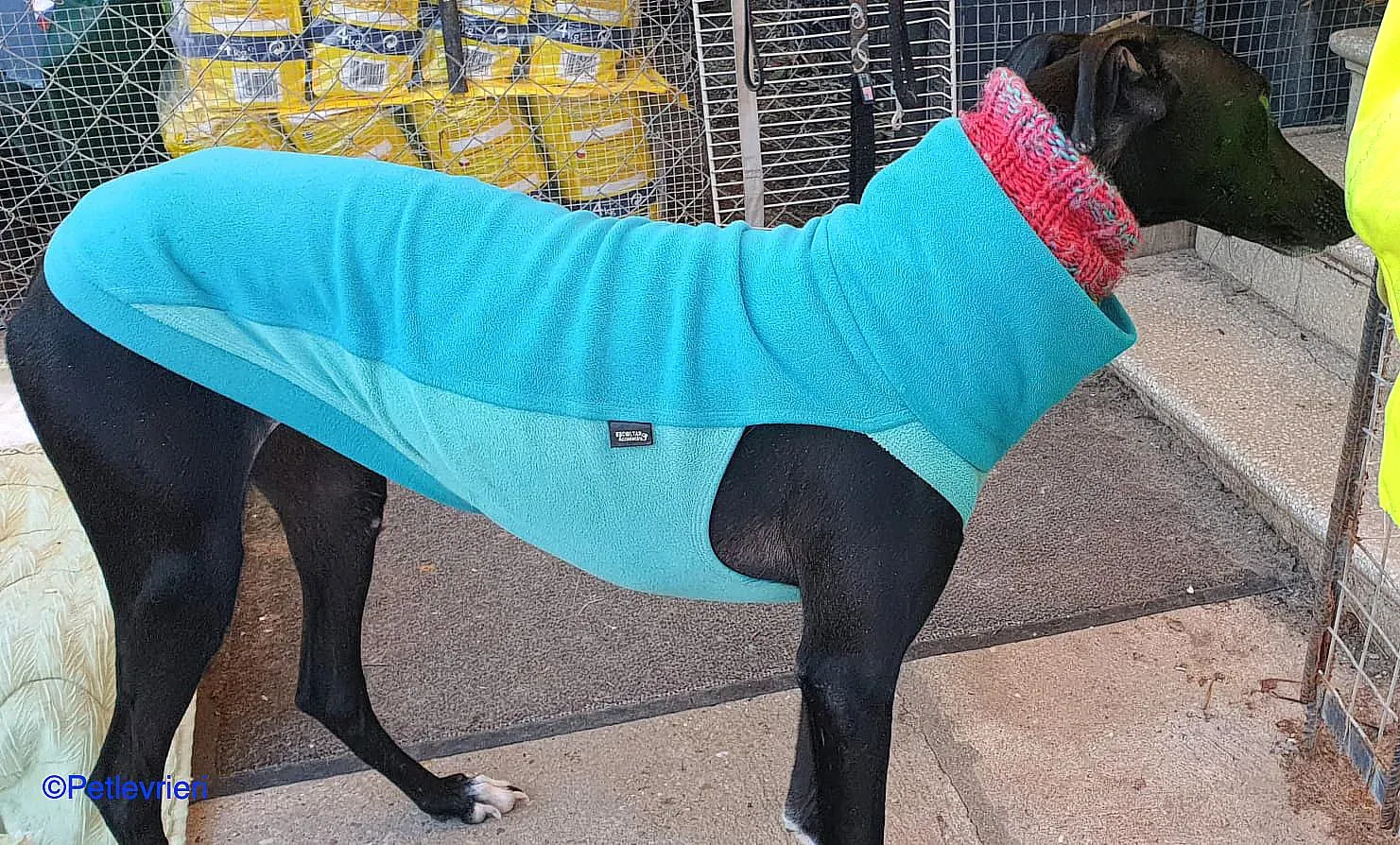 Leah adozione levrieri galgo 05