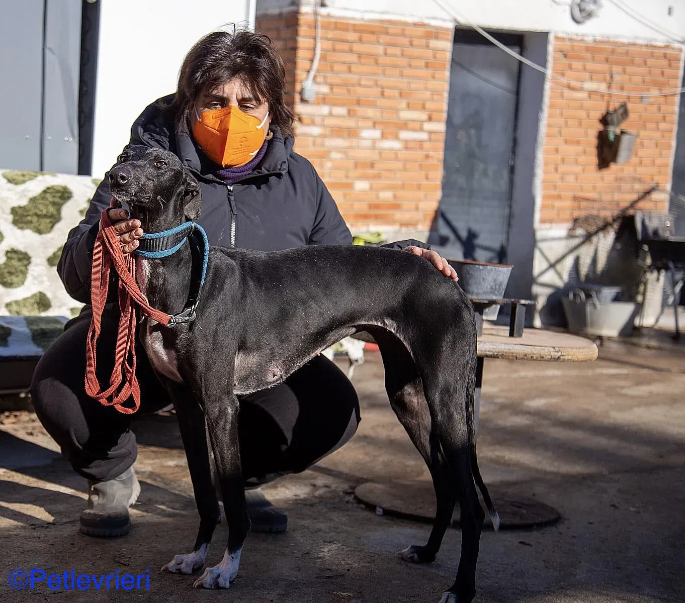 Leah adozione levrieri galgo 08